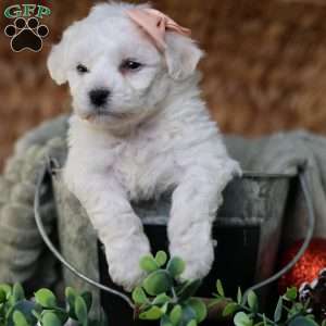 Holly (tiny), Bichon Frise Puppy